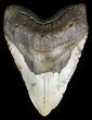 Bargain, Megalodon Tooth - North Carolina #54750-1